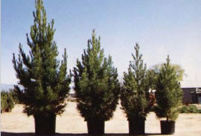 Archer Eldarica Afghan Pine Sizes